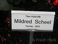 Rose Mildrid Scheel