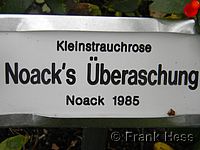 Rose Noack's Überraschung