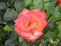 Rose Frohsinn 82