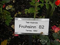 Rose Frohsinn 82