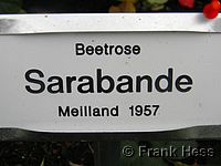 Rose Sarabande