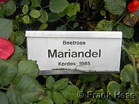 Rose Mariandel