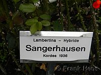 Rose Sangershausen