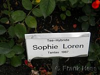 Rose Sophie Loren