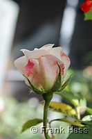 Rose Climbing Iceberg