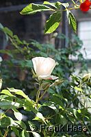 Rose Climbing Iceberg