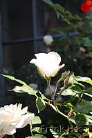 Rose Climbing Iceberg