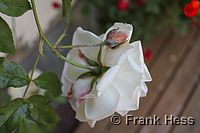 Rose Climbing Iceberg