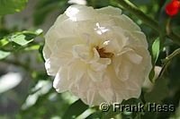 Rose Climbing Iceberg