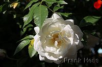 Rose Climbing Iceberg