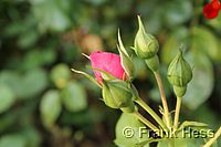 Rose Rosarium Uetersen