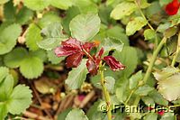 Rose Rosarium Uetersen