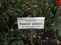 Rose Rosarium Uetersen