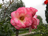 Rose Harlekin