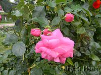 Rose Chaplins Pink Climber