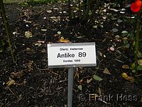 Rose Antike 89