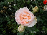 Rose Johann Strauss