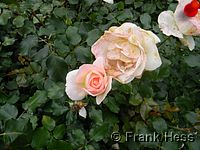 Rose Johann Strauss