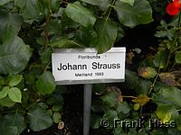 Rose Johann Strauss