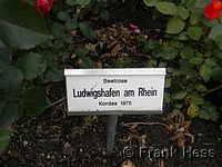 Rose Ludwigshafen am Rhein