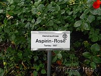 Rose Aspirinrose