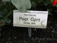 Rose Peer Gynt