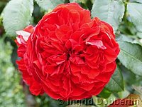 Rose Florentina