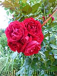 Rose Florentina