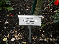 Rose Goldjuwel