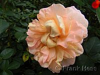 Rose Augusta Luise