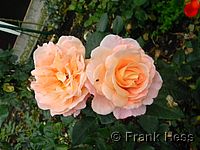 Rose Augusta Luise