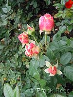 Rose Augusta Luise