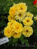 Rose Stuttgardia