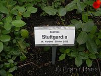 Rose Stuttgardia