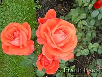 Rose Super Star