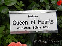 Rose Queen of Hearts