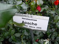 Rose Apache