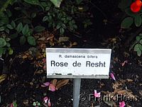 Rose Rose de Resht