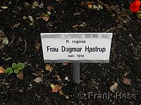 Rose Frau Dagmar Hastrup