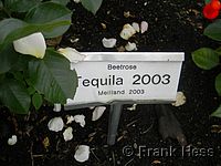 Rose Tequila 2003