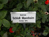 Rose Schloß Mannheim