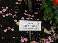 Rose Play Rose