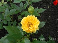 Rose Yellow Clementine