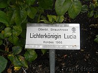 Rose Lichtkönigin Lucia