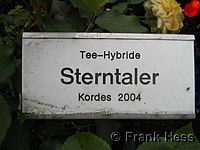 Rose Sterntaler