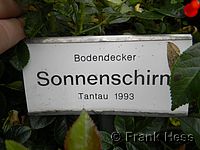 Rose Sonnenschirm