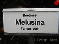 Rose Melusina