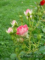 Rose Schöne Koblenzerin