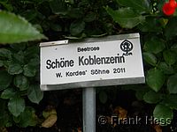 Rose Schöne Koblenzerin