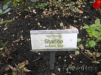 Rose Starlite